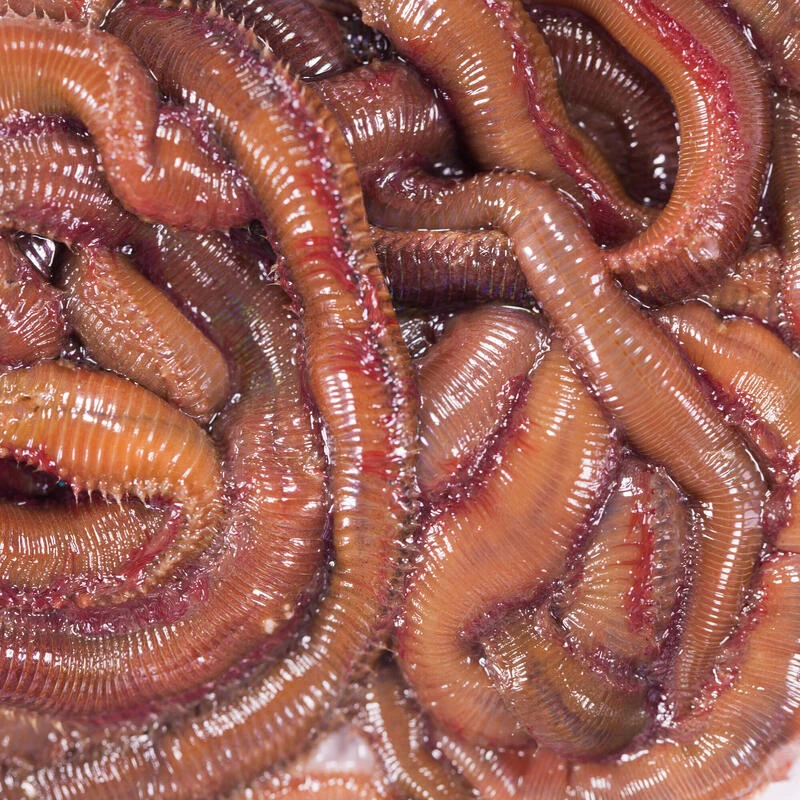 No Brand Appâts Vivants De Pêche En Mer - Vers Mourons (Pistiches) X6/7 3 No Brand Appâts Vivants De Pêche En Mer - Vers Mourons (Pistiches) X6/7