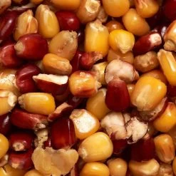 Maïs Cuit Jaune Et Rouge 1kg Graines Pêche De La Carpe -Fishing Shop mais cuit jaune et rouge 1kg graines peche de la carpe 1